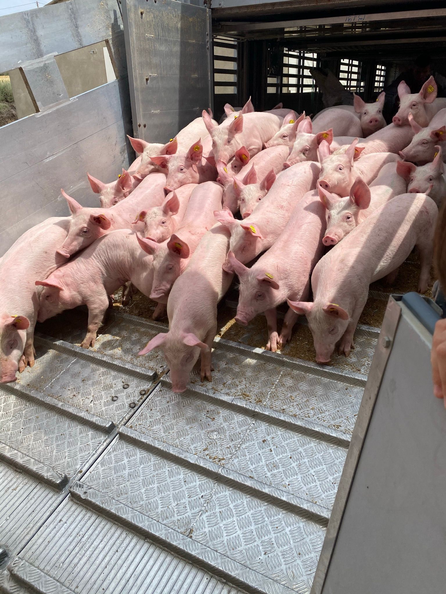 Vehículo portacoches especializado