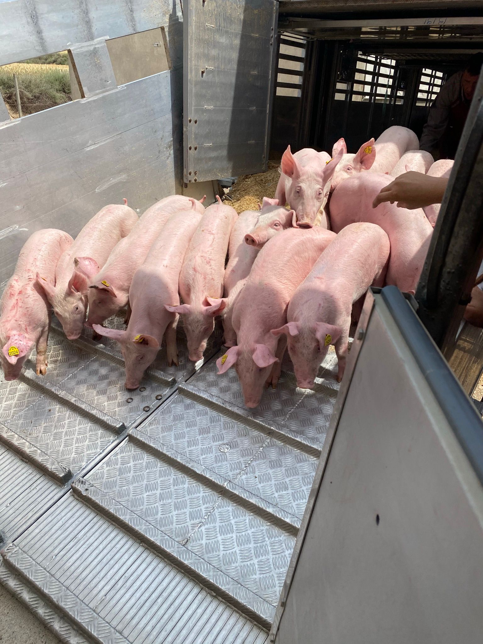 Portavehículos especializado Bonastre